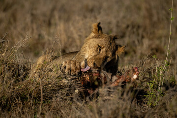 Young male lion lies licking bloody bones