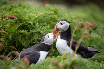 Breeding pair of Atlantic Puffins billing on Skomer Island, Pembrokeshire, Wales.