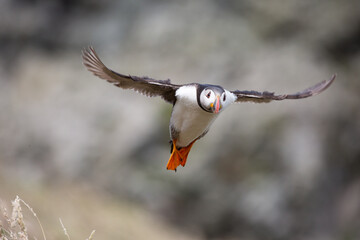 Atlantic Puffin from Skomer Island flying. Pembrokeshire, Wales.