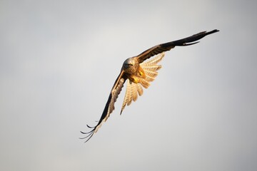 Red Kite bird of prey soaring in grey sky