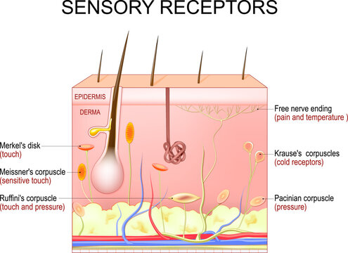 skin sensory receptors. Cross section of humans skin layers