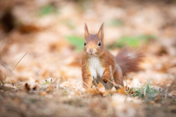 Naklejka na ściany i meble Red Squirrel foraging the ground in a woodlands, during autumn.
