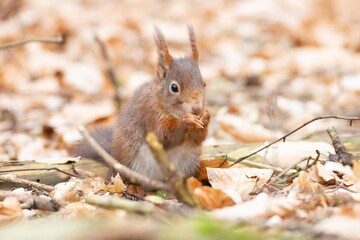 Red Squirrel foraging the ground in a woodlands, during autumn.