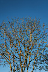 Trees With No Leaves On A Cold Winters Morning