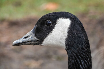 country goose profile
