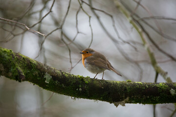 European robin on a mossy branch in winter 