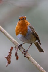 Fototapeta premium Portrait of Robin perched on branch looking.