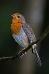 Portrait of Robin perched on branch looking.
