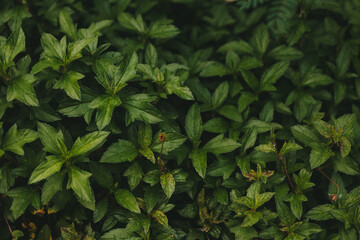 Green grass, beautiful plant background in tropical exotic country