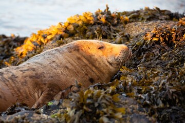 Warm orange sunlit Atlantic Gray Seal at sunrise on skomer island, Pembrokeshire, Wales