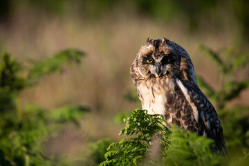 Short Eared Owl perched on green bracken on Skomer Island, Pembrokeshire, Wales 