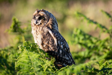 Short Eared Owl perched on green bracken on Skomer Island, Pembrokeshire, Wales 