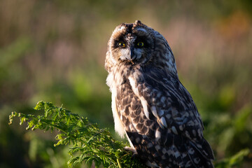 Short Eared Owl perched on green bracken on Skomer Island, Pembrokeshire, Wales 