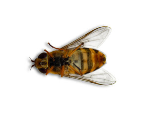 dead insect fly - looks like a bee lying upside down.