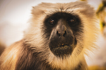 close up of a macaque