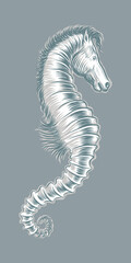 Sea horse illustration