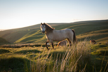 Dun welsh mountain pony at sunset on Usk Mountain, Carmarthenshire, Wales