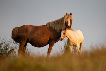 Welsh mountain pony, chestnut mare at sunset with her foal on Usk mountain in Carmarthenshire.