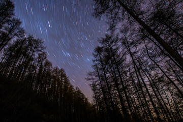 Long exposure of stars at night over tall trees in a woodlands, Wales. UK