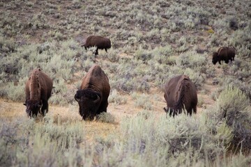 American Bison grazing in the valleys of Yellowstone national park.