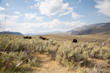 Bison grazing in a valley in Yellowstone National Park. Mountains in the distance, USA,