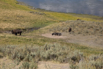 Bison in Yellowstone National Park in the USA, Bison in the valley walking throw river and rolling in dirt. 