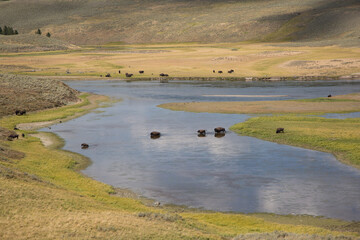 Bison in Yellowstone National Park in the USA, Bison in the valley walking throw river and rolling in dirt. 