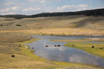 Bison in Yellowstone National Park in the USA, Bison in the valley walking throw river and rolling in dirt. 