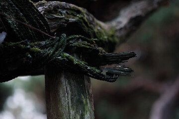 苔の生えたロープ　新芽