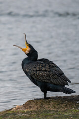 A great cormorant (Phalacrocorax carbo) with its beak open in a pond during an autumn day.
