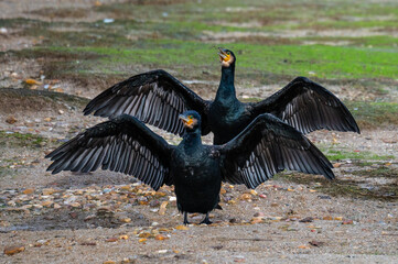 Two great cormorants (Phalacrocorax carbo) spreading their wings in the shore of a pond during an autumn day.