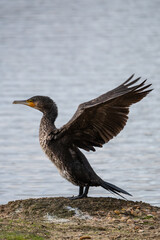 A great cormorant (Phalacrocorax carbo) spreading its wings in a pond during an autumn day.