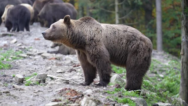 Group of big brown bears in the Carpathian mountains during dawn on a autumn day. West Ukraine