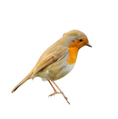 winter robin redbreast bird on a transparent background png
