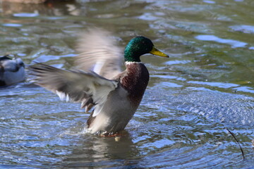The duck takes off from the lake.