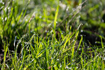 Obraz premium Blurred and sharp green grass with morning dew