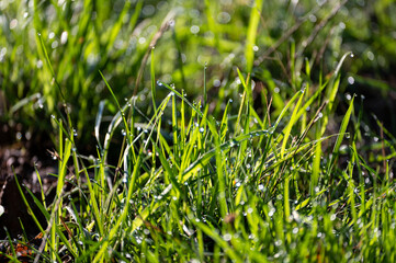 Blurred and sharp green grass with morning dew