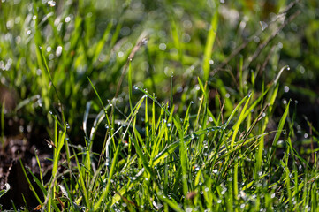 Blurred and sharp green grass with morning dew