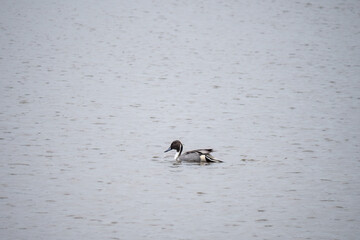 Anas acuta drake, male, alone on lake. UK.