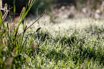 Blurred and sharp green grass with morning dew