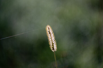 A blade of grass in the sunlight