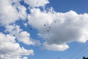 Fototapeta premium magpies flies through a blue sky with white clouds.