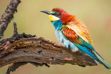 Morning light Merops-Apiester