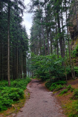 View of the mystical forest after the rain. Nature background. Enchanted autumn forest. Dark misty forest.