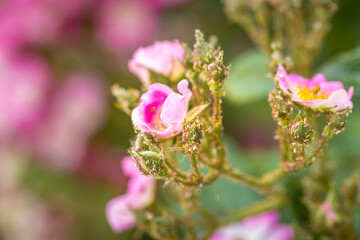 Close-up rose plant with pink flower infected by many green aphids