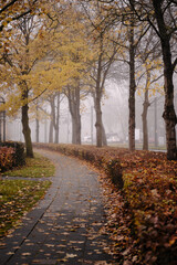 Obraz premium Cycle path lined with trees and autumnal leaves. No people. Utrecht, The Netherlands.
