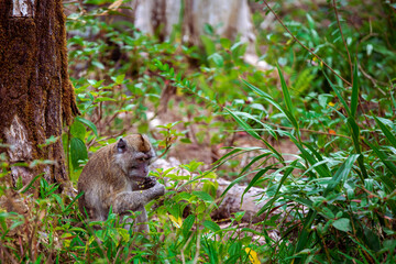 Naklejka na ściany i meble The Alexandra waterfalls is a part of black river gorges national park in Mauritius island. Monkey eatin in the forest near by waterfall