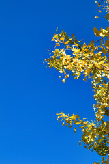 綺麗に黄色く染まったイチョウの葉と青空