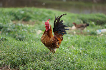 Rooster on green grass field