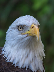 american bald eagle